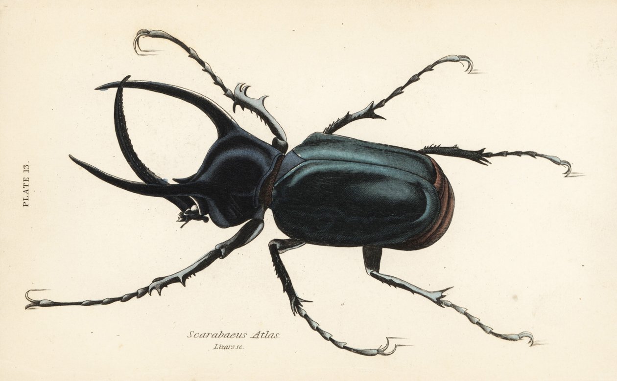 Atlasbille, Chalcosoma atlas (Scarabaeus atlas) av English School