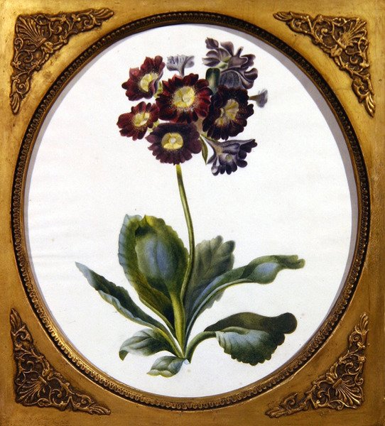 Auricula, ca. 1850 (akvarell på papir) av English School
