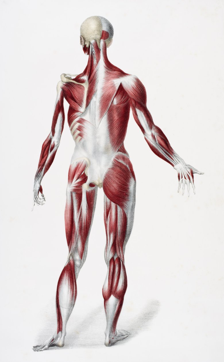 Baksiden av den mannlige menneskekroppen som viser muskler sener og bein, fra The Vessels of the Human Body, redigert av Jones Quain og William Wilson, utgitt av Taylor og Watson, London i 1837 (farge litho av English School