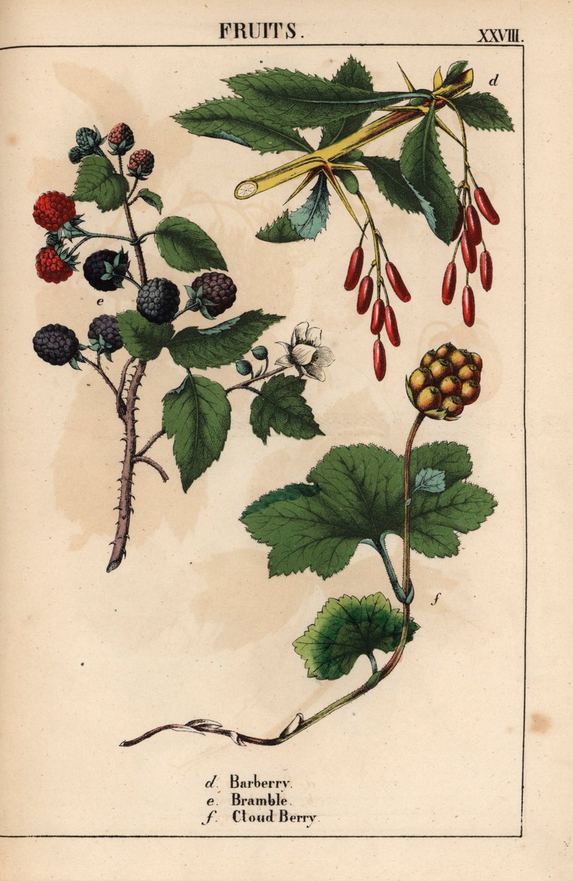 Berberis, bramble og skybærfrukt   , fra "The Instructive Picturebook, or Lessons from the Vegetable World," [Charlotte Mary Yonge], Edinburgh av English School