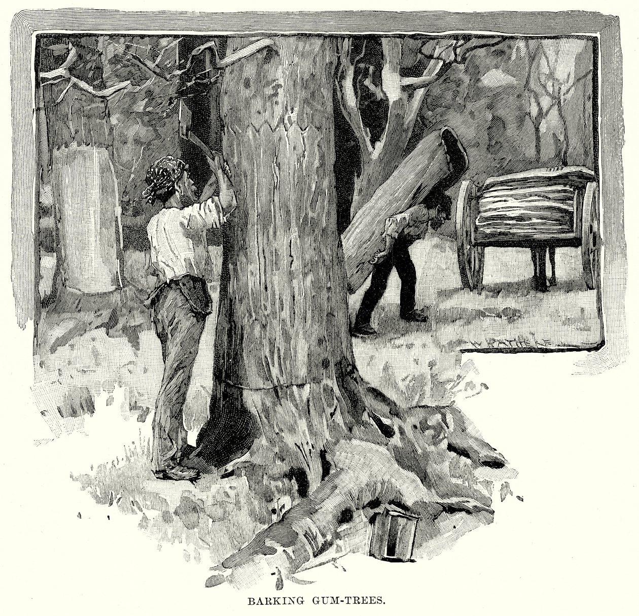 Barking Gum-Trees (gravering) av English School