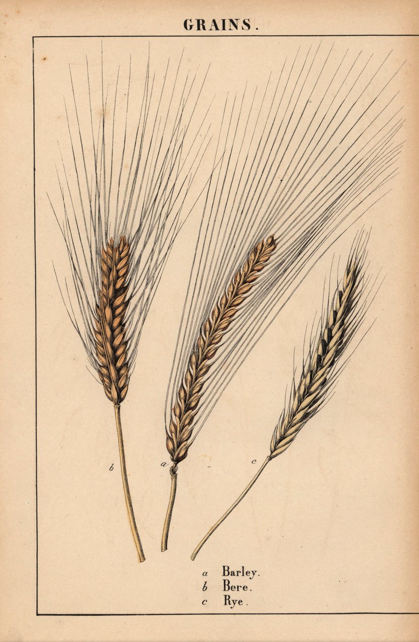 Bygg, bere og raigras  , fra "The Instructive Picturebook, or Lessons from the Vegetable World," [Charlotte Mary Yonge], Edinburgh av English School