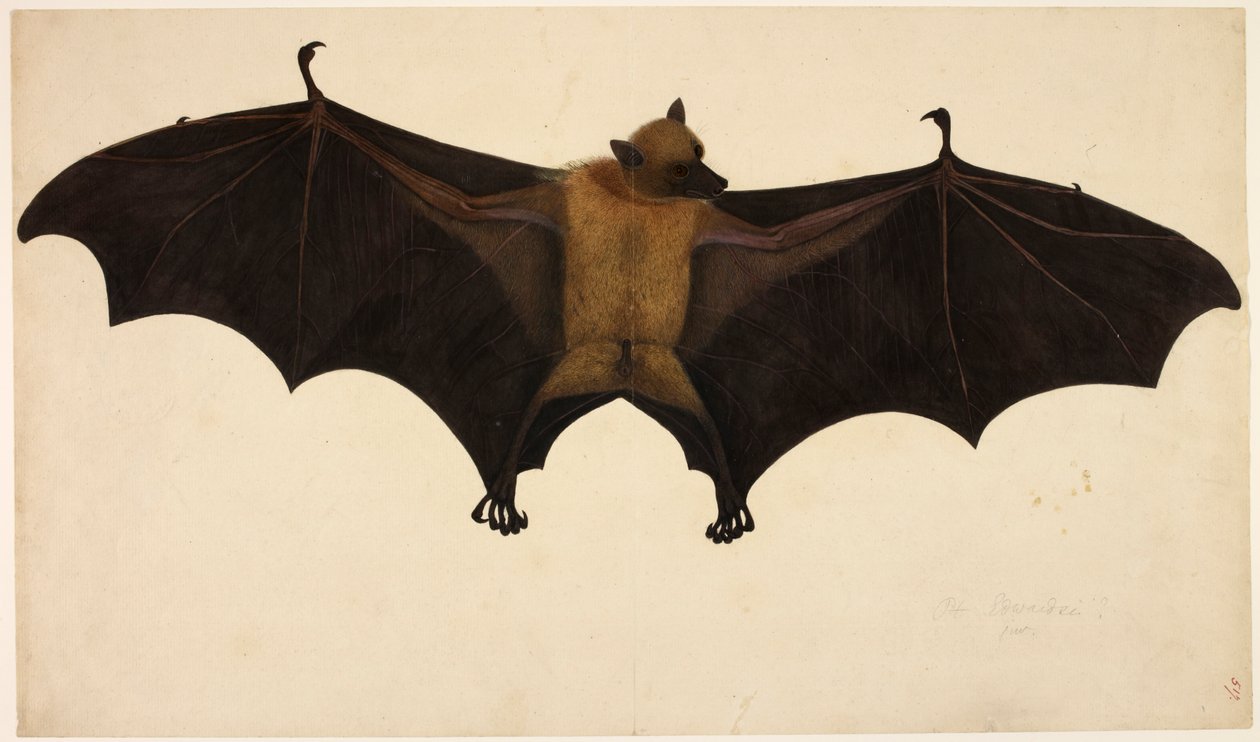 Flaggermus, fra Francis Buchanan-samlingen, ca. 1804 (akvarell og gouache på papir) av English School
