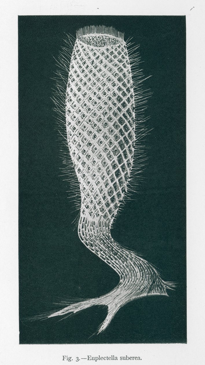 Naturens skjønnheter: Euplectella Suberea (lito) av English School