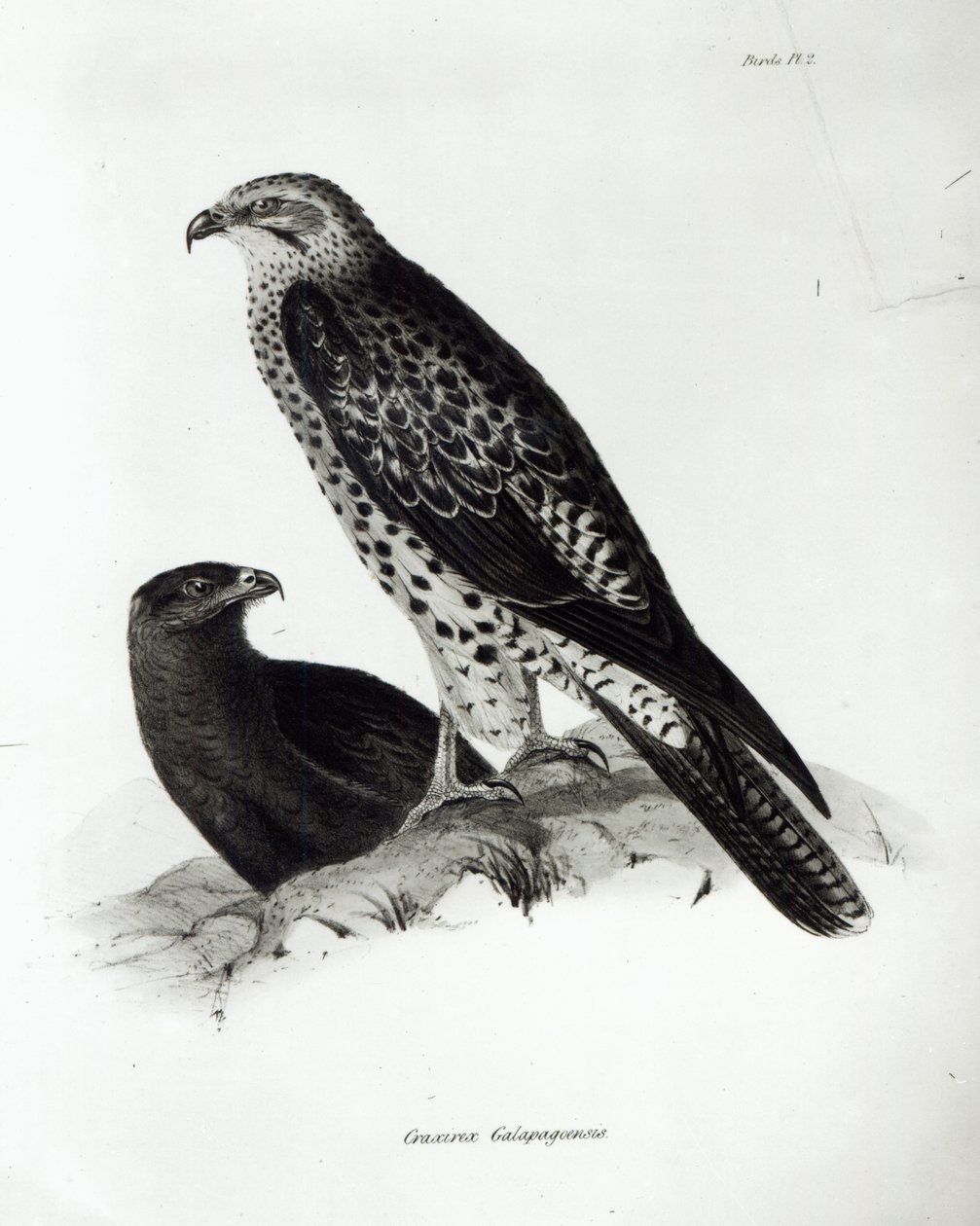 Birds of Prey, plate 2 fra 