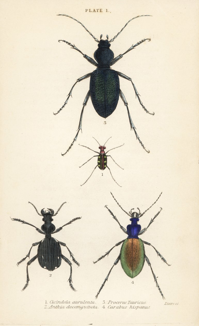 Blåflekket eller gullflekket tigerbille, Cicindela aurulenta 1, sabeltannmarkbille, Anthia decemguttata 2, enorm fiolett markbille, Carabus scabrosus tauricus 3 og jordbete, Carabus hispanus 4 av English School