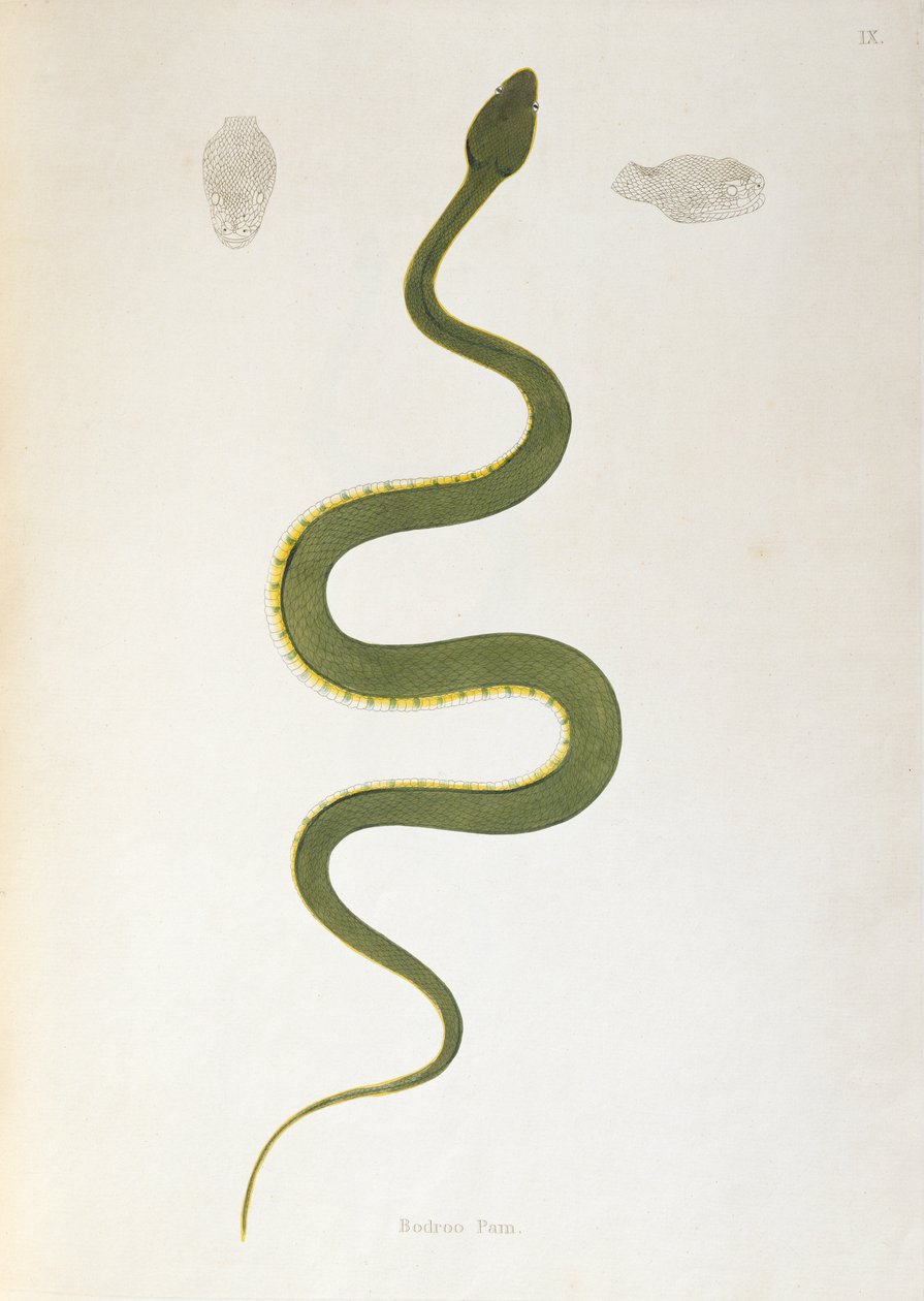 Bodroo Pam Snake fra An Account of Indian Serpents samlet fra Coromandel-kysten av Patrick Russell, London, 1796 av English School