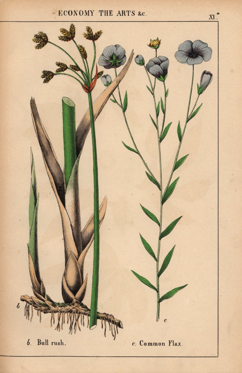 Okserush eller bulrus Cyperus og vanlig linplante med blå blomster Linum usitatissimum.  , fra "The Instructive Picturebook, or Lessons from the Vegetable World," [Charlotte Mary Yonge], Edinburgh av English School