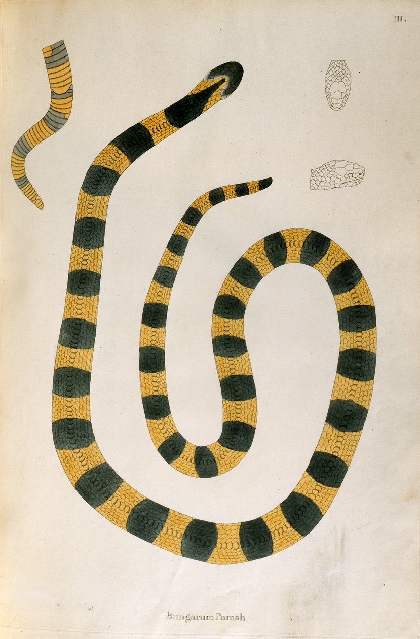 Bungarum Pamah Snake fra An Account of Indian Serpents samlet fra Coromandel-kysten av Patrick Russell, London, 1796 av English School