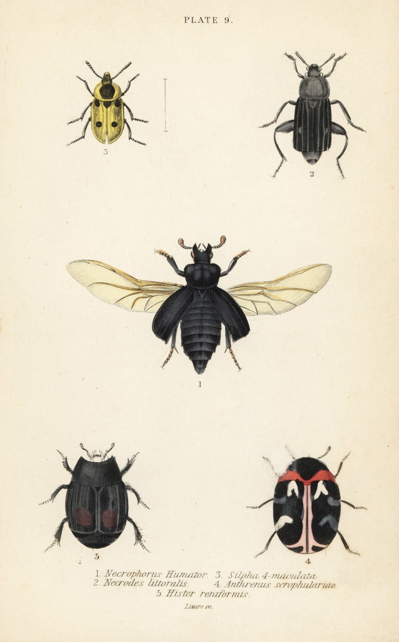 Gravbille, Nicrophorus humator 1, carrion biller, Necrodes littoralis 2, Dendroxena quadrimaculata 3, teppebille, Anthrenus scrophulariae 4 og Hister quadrimaculatus var av English School