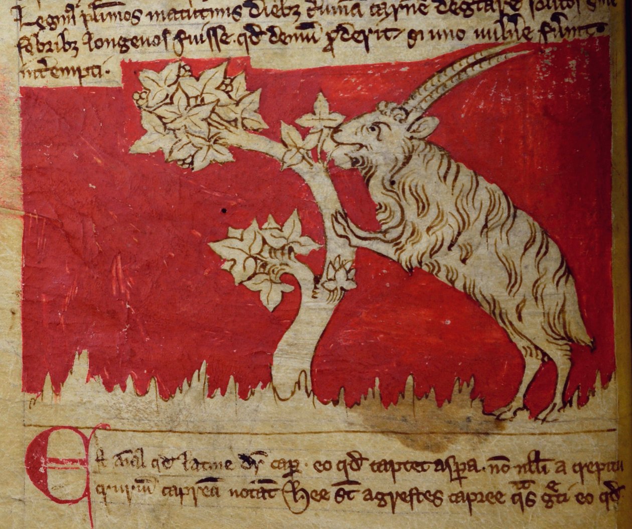 CCA-LitMs/D/10 fol.1v Geit, fra Bestiary av English School