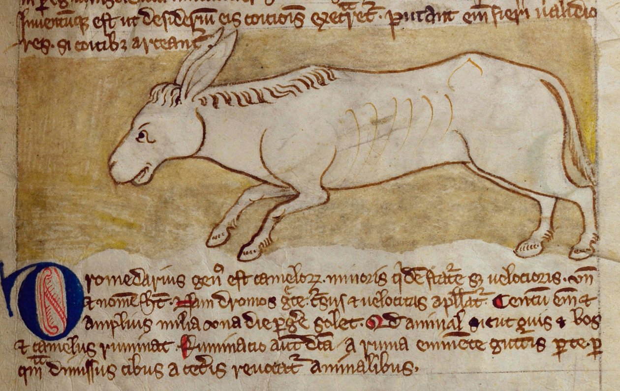 CCA-LitMs/D/10 fol. 10r Donkey, fra Bestiary av English School