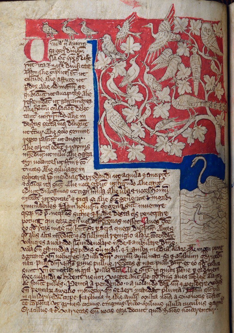 CCA-LitMs/D/10 fol. 12v Birds, fra Bestiary av English School