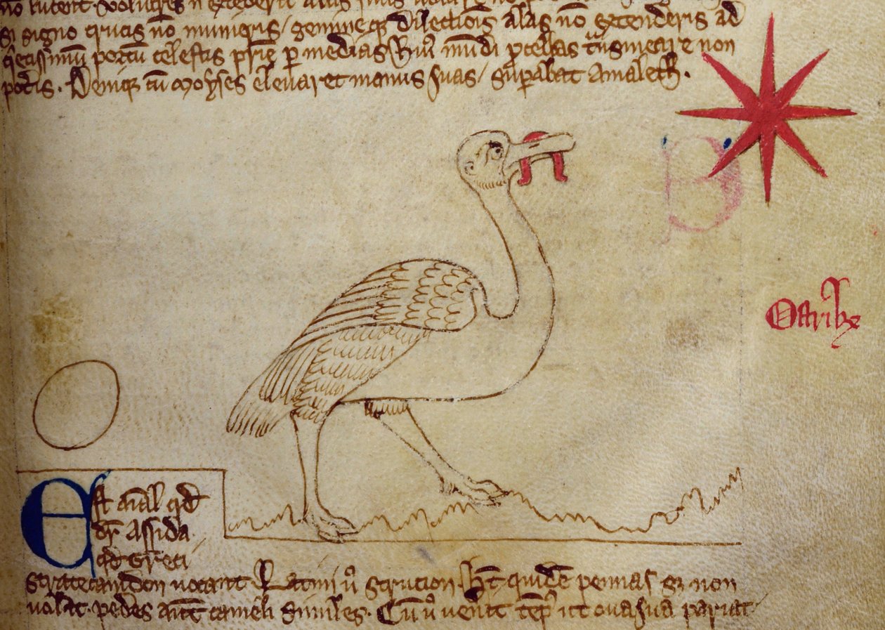 CCA-LitMs/D/10 fol. 16r struts, fra Bestiary av English School