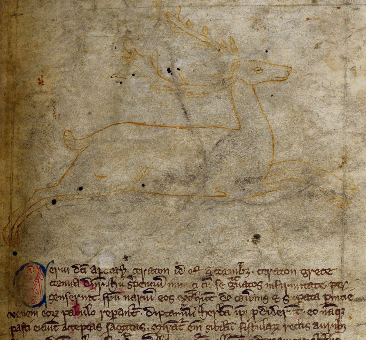 CCA-LitMs/D/10 fol. 1r Stag, fra Bestiary av English School