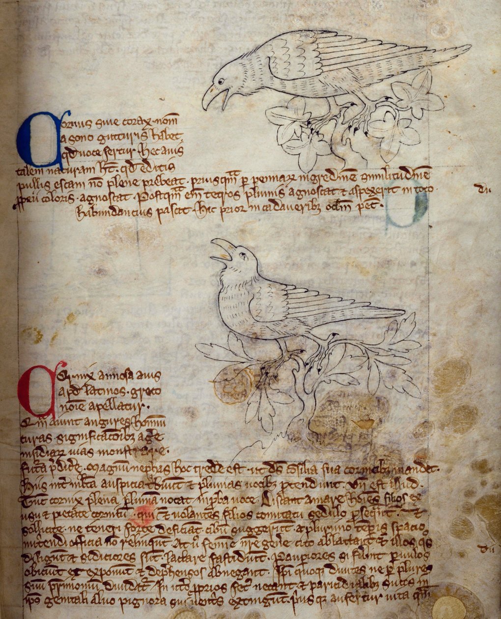 CCA-LitMs/D/10 fol. 20r Raven and Crow, fra Bestiary av English School