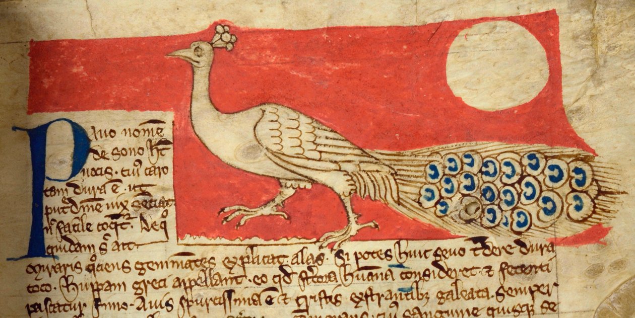 CCA-LitMs/D/10 fol. 22r Peacock, fra Bestiary av English School