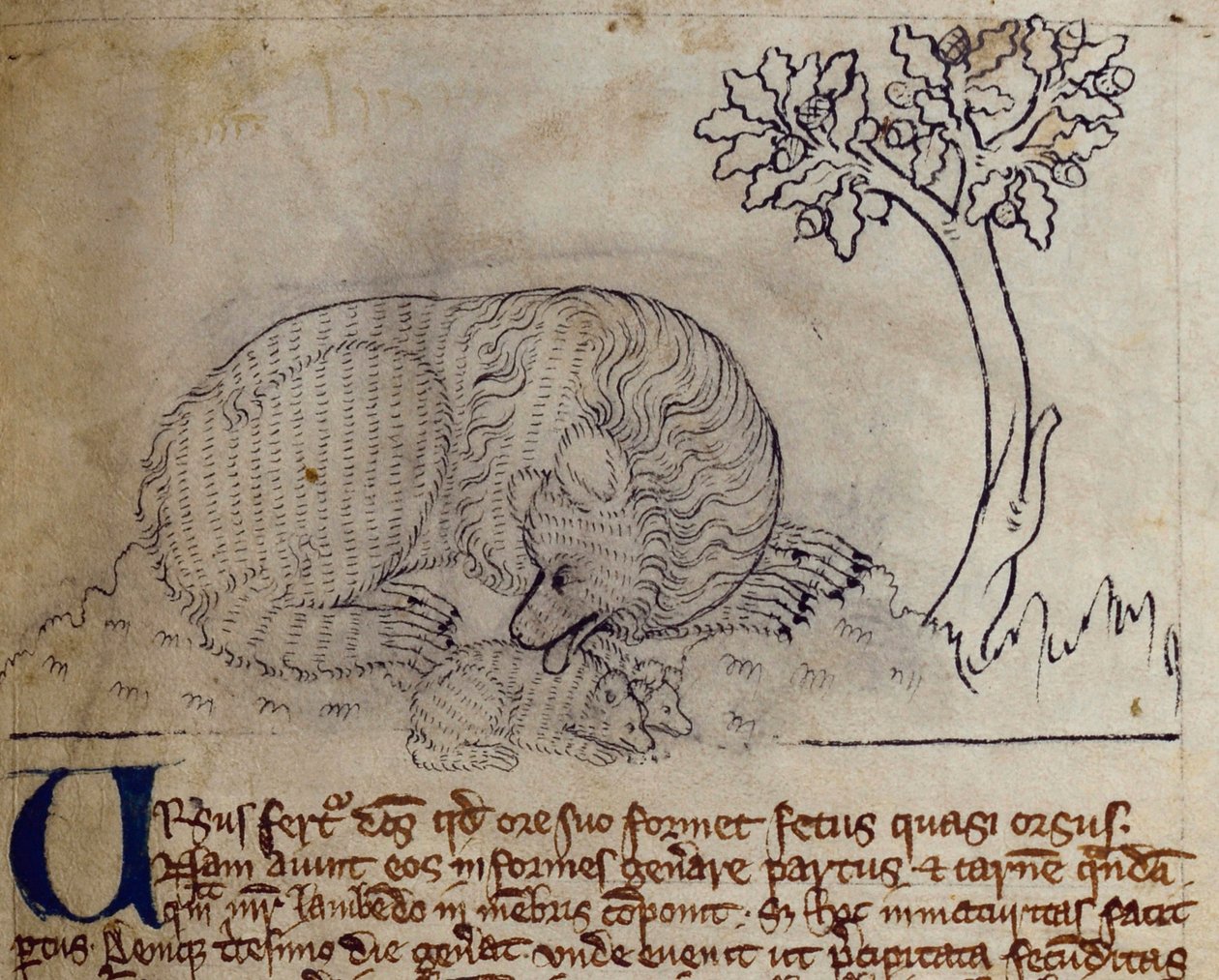 CCA-LitMs/D/10 fol. 3r Bear, fra Bestiary av English School