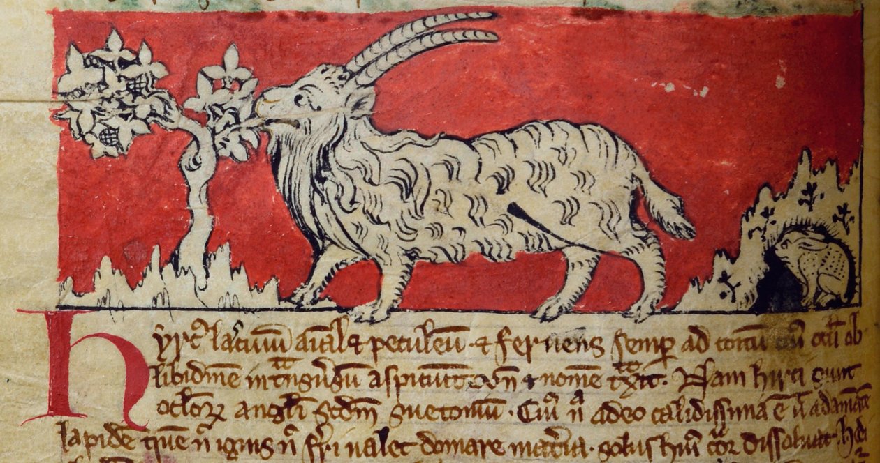 CCA-LitMs/D/10 fol. 8v Geit, fra Bestiary av English School