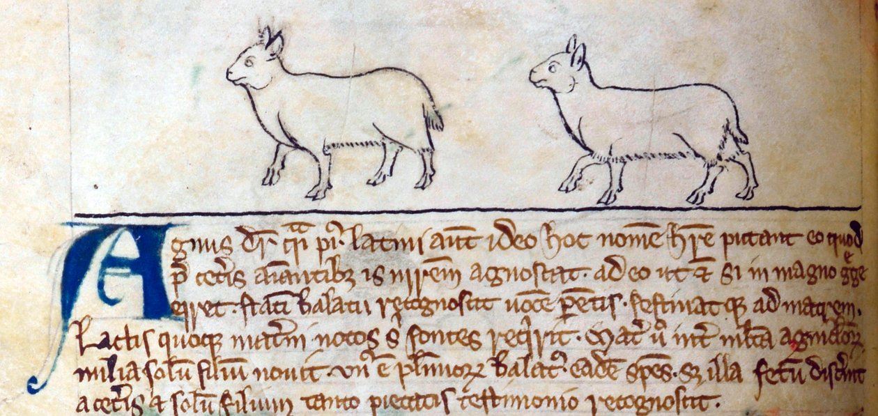 CCA-LitMs/D/10 fol. 8v Lambs, fra Bestiary av English School