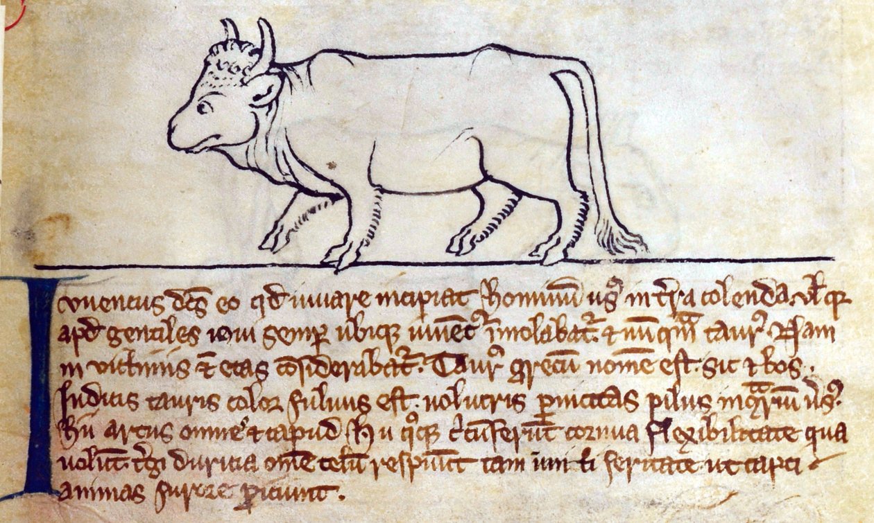 CCA-LitMs/D/10 fol. 9r Bullock, fra Bestiary av English School