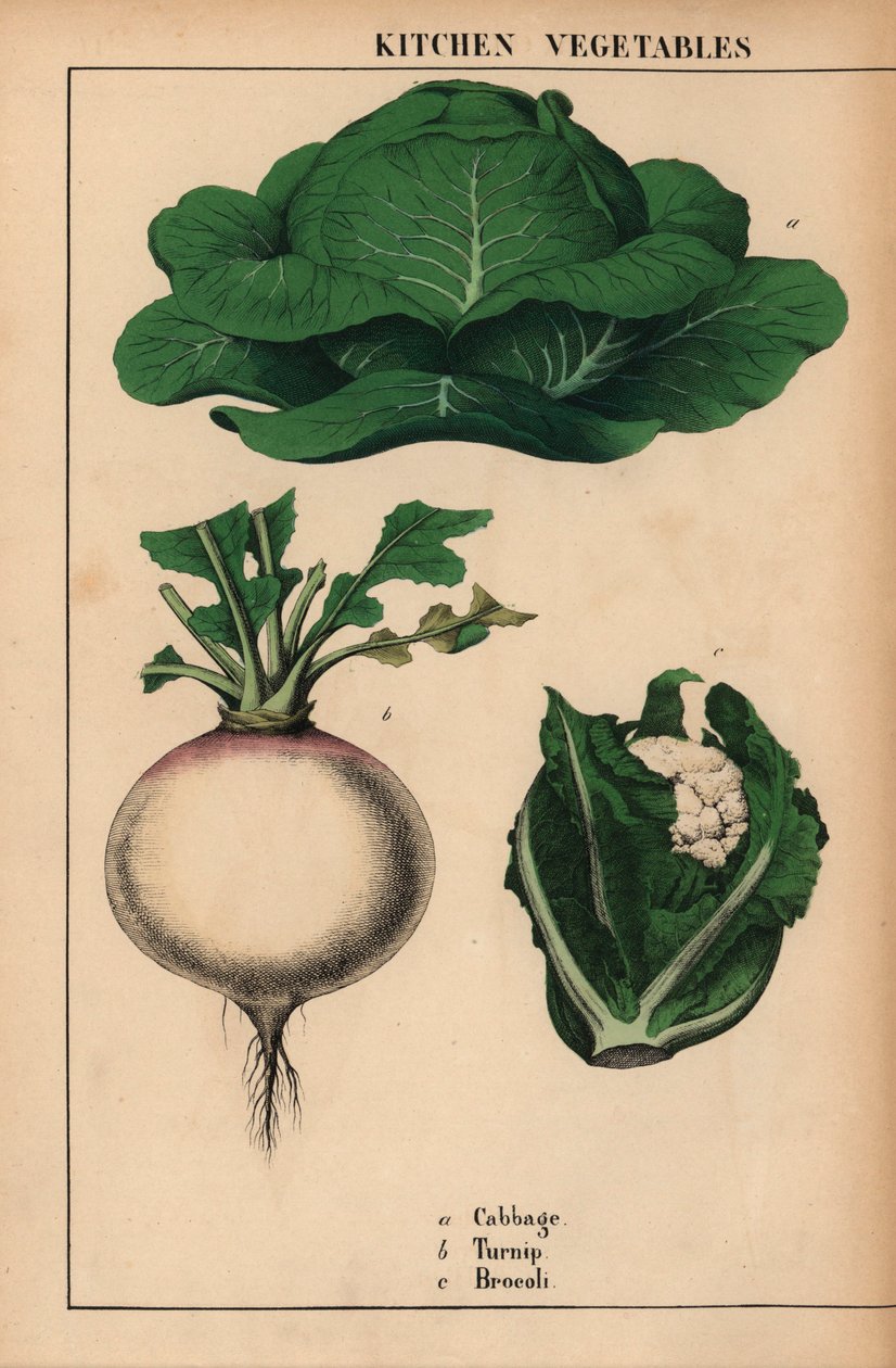 Kål, kålrot og brokkoli [brocoli]  , fra "The Instructive Picturebook, or Lessons from the Vegetable World," [Charlotte Mary Yonge], Edinburgh av English School