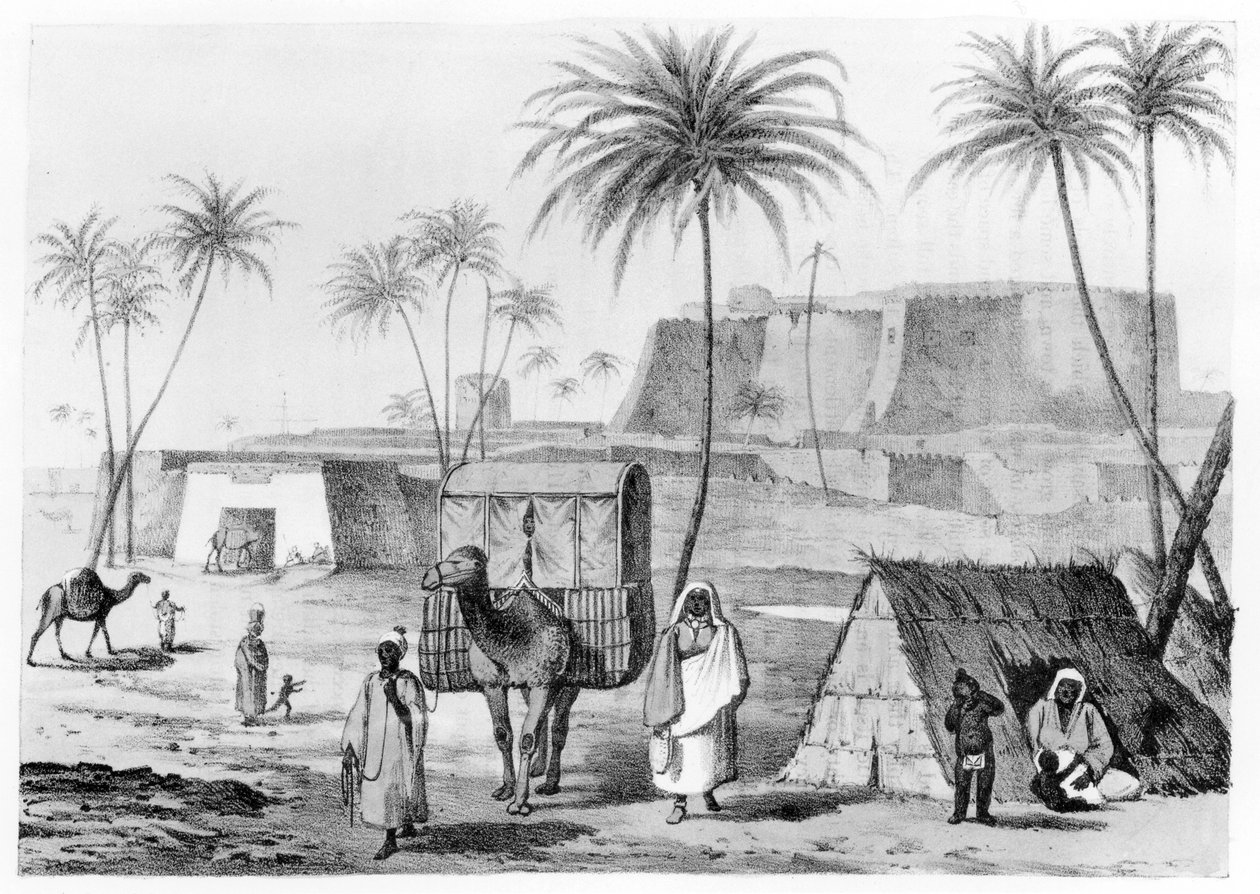 Kamelkull ved Morzouk i Fezzan, Libya, fra Narrative of Travels in Northern Africa av G.F. Lyon, utgitt 1821 av English School