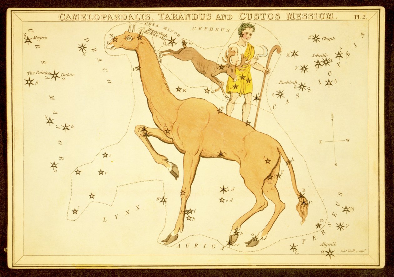 Camelopardalis, Tarandus og Custos Messium, pub. 1825 (håndfarget gravering) av English School