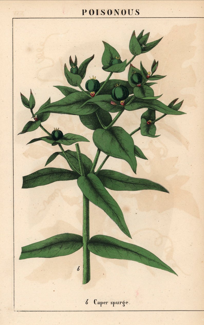 Kaperspurge med grønne frø, Euphorbia lathyris   , fra "The Instructive Picturebook, or Lessons from the Vegetable World," [Charlotte Mary Yonge], Edinburgh av English School