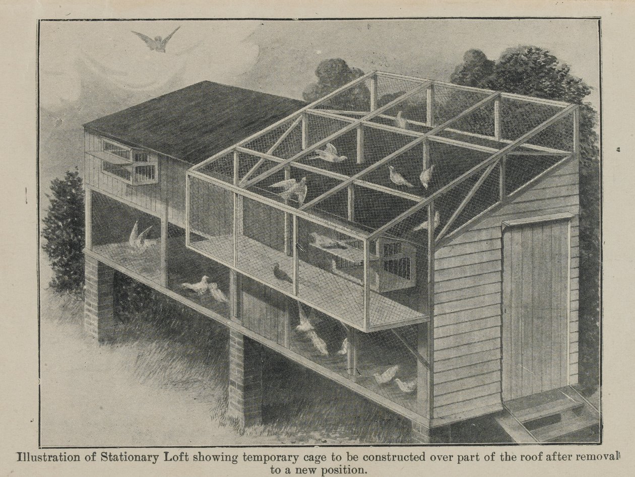 Brevduer i krig, mars 1918 av English School
