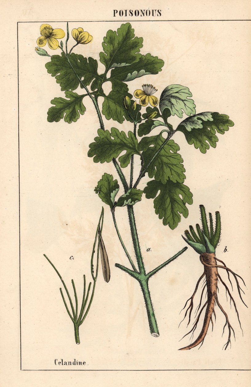 Svalort som viser gule blomster og røtter.   , fra "The Instructive Picturebook, or Lessons from the Vegetable World," [Charlotte Mary Yonge], Edinburgh av English School