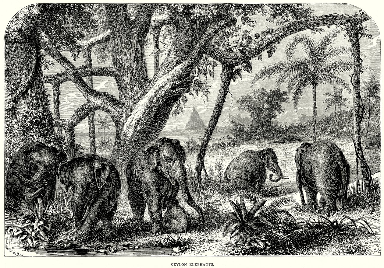 Ceylon-elefanter (gravering) av English School