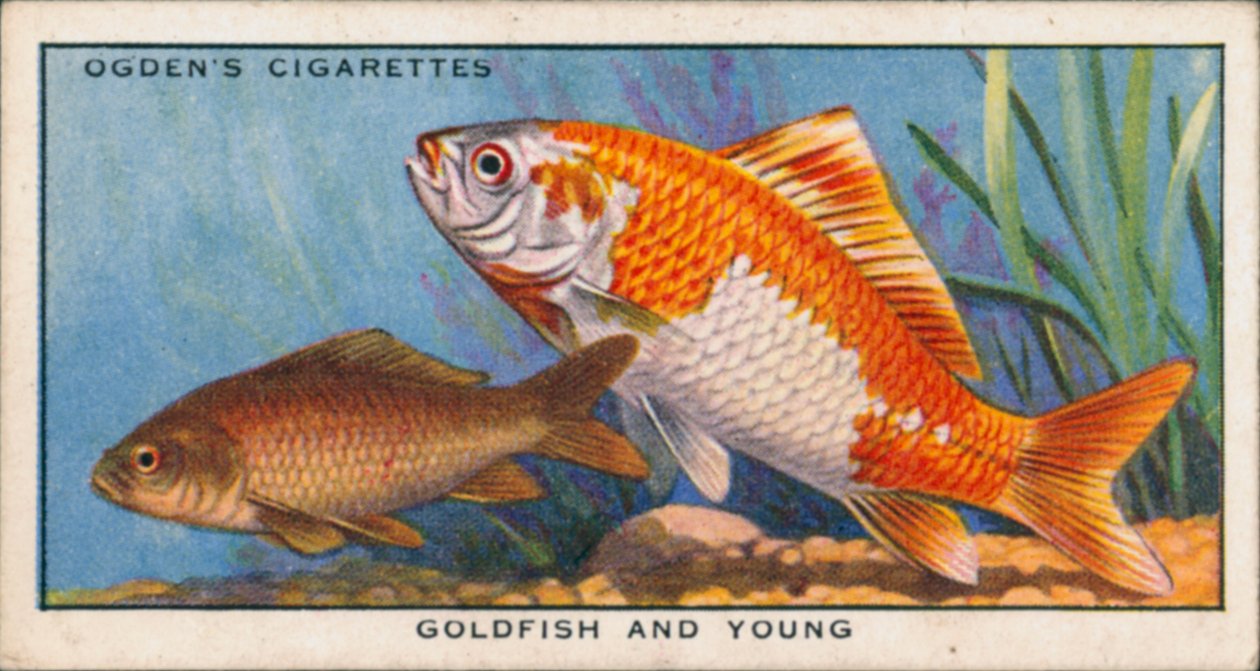 Fargeendringer hos unge og voksne fisker, gullfisk og unger (fargelitografi) av English School