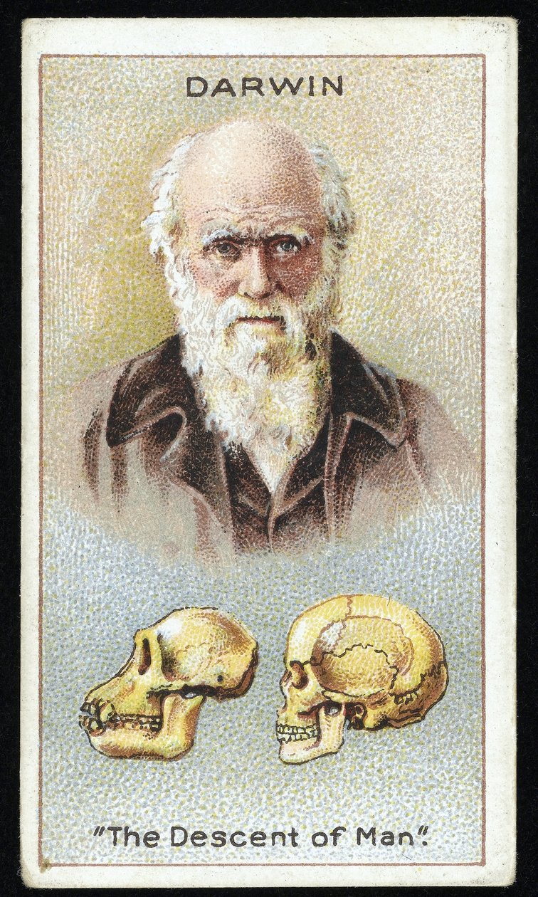 Charles Darwin, "The Descent of Man", pub. 1924 (farge litho) av English School