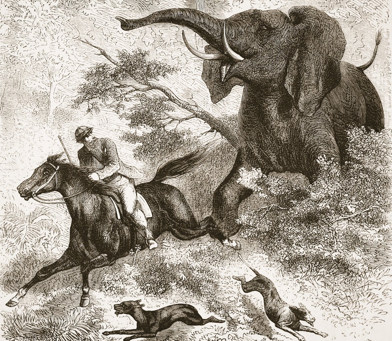 Jaget av en elefant, illustrasjon fra The Pictorial Edition of the Life and Discoveries of David Livingstone av J. Ewing Richie, pub. av A. Fullarton & Co., 1876 av English School
