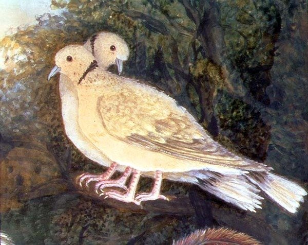 Kylling og duer nær en gård, detalj av duer (akvarell, gouache på papir) (detalj av 93278) av English School