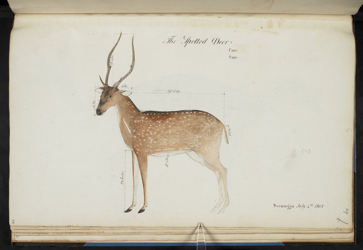 Chital. „Cervus axis”. Inscripții originale: „The Spotted Deer Can: San: Seemogga July 4th 1805” [cu dimensiunile afișate]  Acuarelă.  1799-1819 norvegian av English School