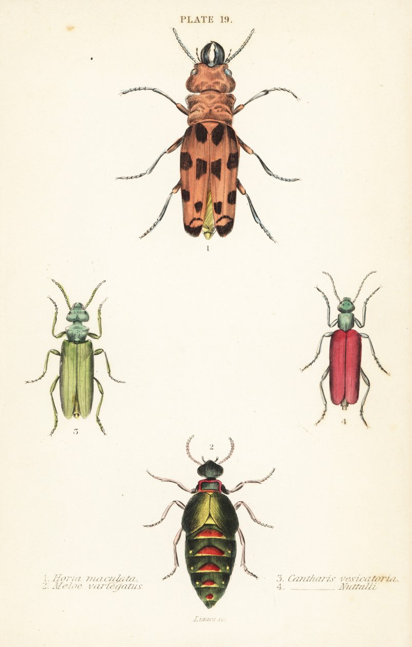 Cissites maculata 1, spraglete oljebille, Meloe variegatus 2, spansk flue, Lytta vesicatoria 3 og Nuttalls blemmebille, Lytta nuttalli 4 av English School
