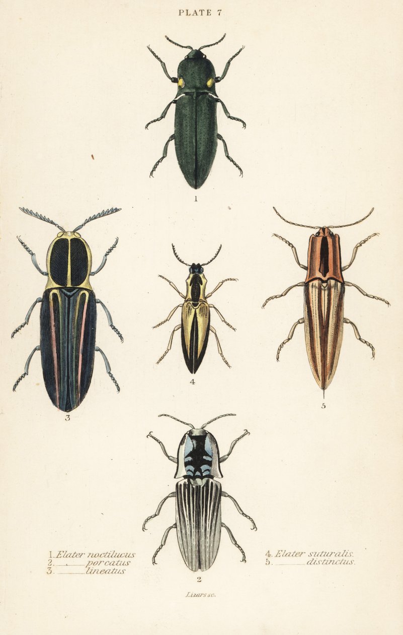 Klikkbille: en elastisk frontlykt, Pyrophorus nightlucus 1, Chalcolepidius porcatus 2, foret klikkbille, Agriotes lineatus 3, Elater suturalis 4 og Semiotus distinctus 5 av English School