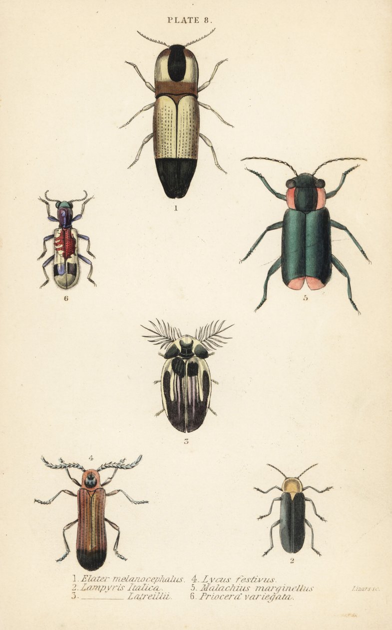 Klikkbiller: Melanoxanthus melanocephalus 1, Lucola italica 2, Lampyris latreillii 3, Lycus festivus 4, bløtvingeblomstbille, Clanoptilus marginellus 5 og Priocera variegatus 6 av English School