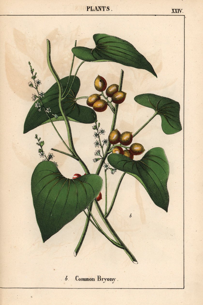 Vanlig bryony med gylne bær. Bryonia alba   , fra "The Instructive Picturebook, or Lessons from the Vegetable World," [Charlotte Mary Yonge], Edinburgh av English School