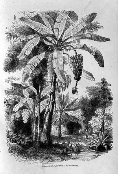 Conuco of Plantain and Tobacco, fra Santo Domingo Past and Present av Samuel Hazard, pub. i 1873 av English School
