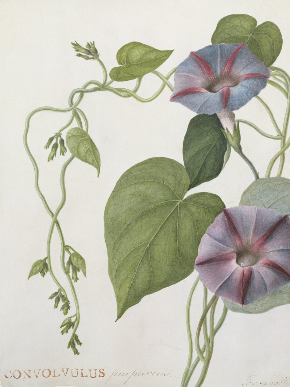 Convolvulus Purpurus (wc på vellum) av English School