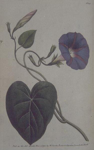 Convolvulus major, eller Purple Bind Weed (Convolvulus purpureus), plate 113 fra William Curtis 
