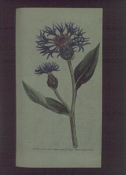 Kornblomst (Centaurea montana), tallerken 77 fra William Curtis '' The Botanical Magazine '(eller' Flower Garden Displayed '), pub. 1789-90 (gravering) av English School