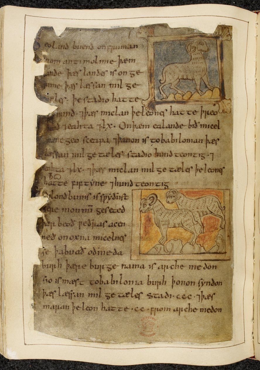 Cotton Vitellius A. XV f.98v, En enkelt hornsau, vendt mot høyre; to hornsau, vendt mot venstre, fra Beowulf, fra 