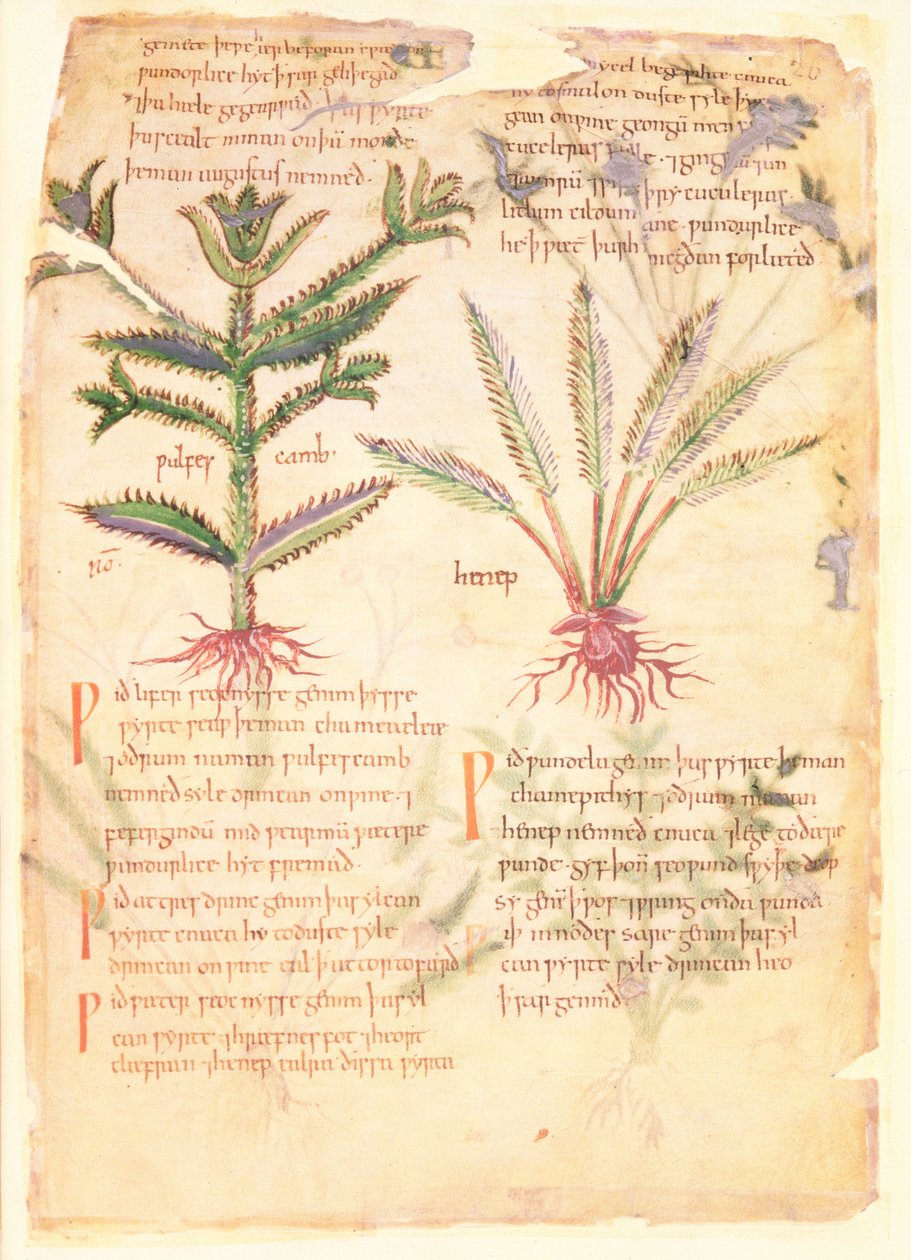 Cotton Vitellius C.III fol.30 Illustrasjoner av Wulfes Camb and Henep, fra 