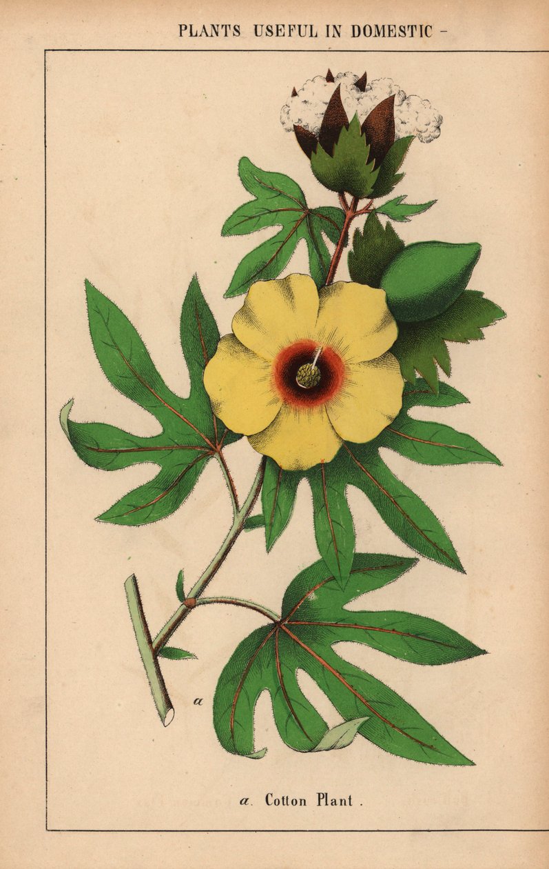 Bomullsplante, med gul blomst og hvit bomullsbolle.  , fra "The Instructive Picturebook, or Lessons from the Vegetable World," [Charlotte Mary Yonge], Edinburgh av English School