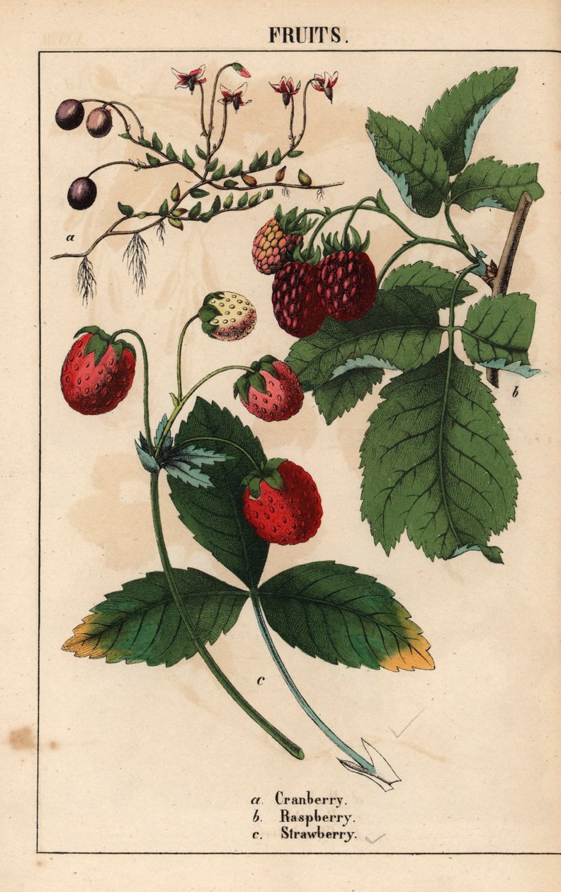 Tranebær, bringebær og jordbær frukt.   , fra "The Instructive Picturebook, or Lessons from the Vegetable World," [Charlotte Mary Yonge], Edinburgh av English School