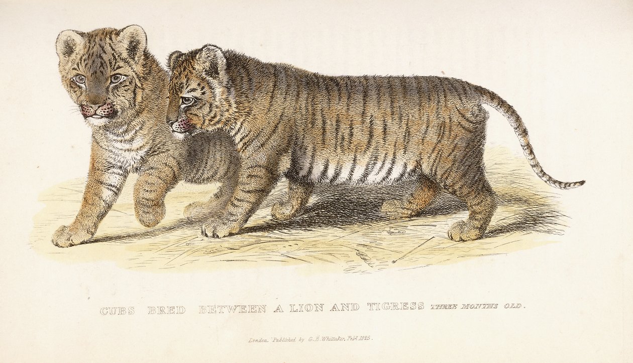 Unger avlet mellom en løve og tigress, tre måneder gamle, 1827-1835 av English School